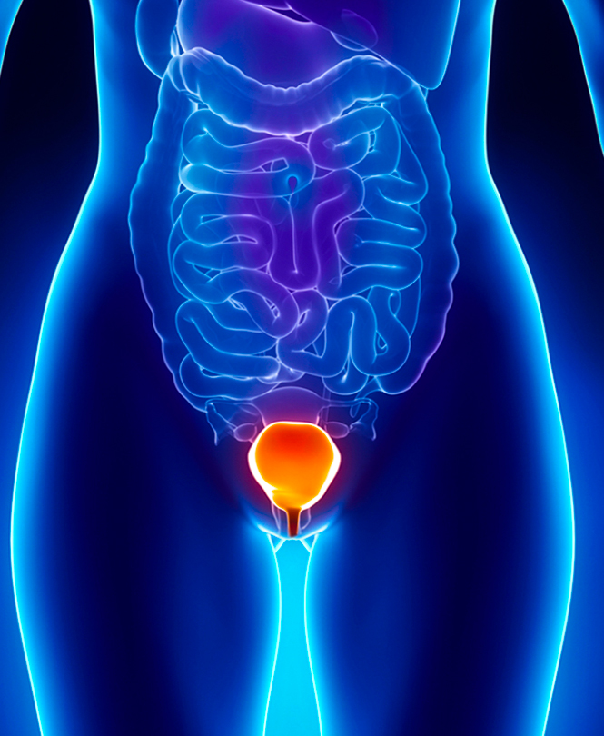 Internal Echoes In Urinary Bladder Meaning In Malayalam